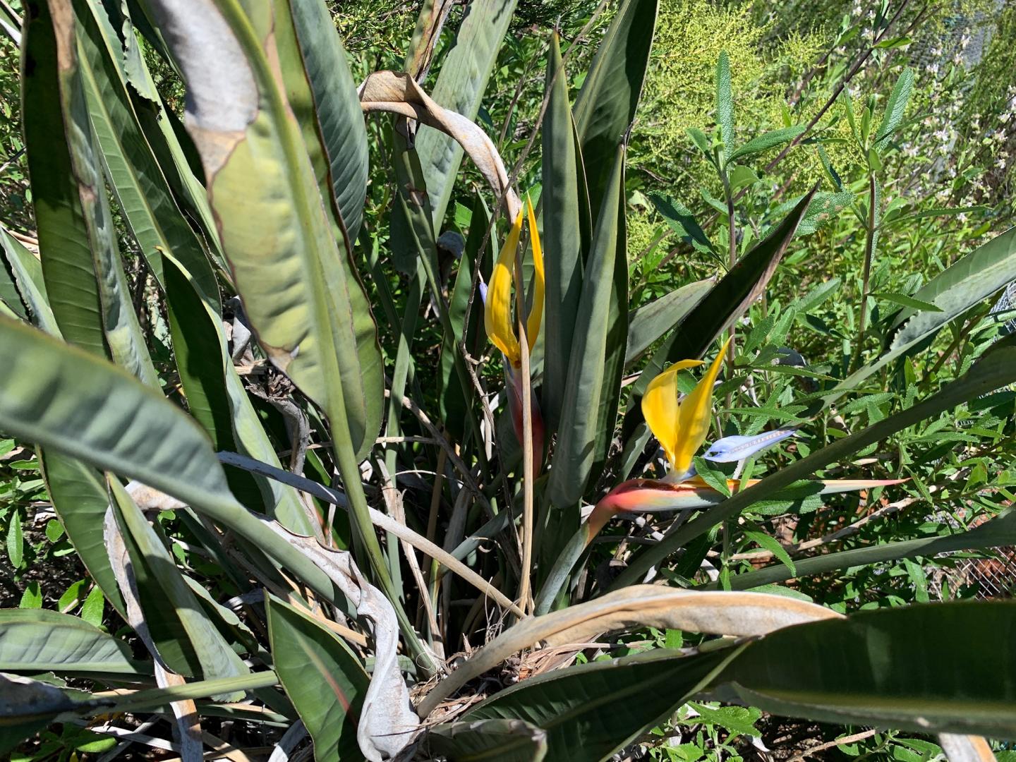 I was rewarded today with Strelitzia flowers in the garden. - TROPICAL  LOOKING PLANTS - Other Than Palms - PalmTalk