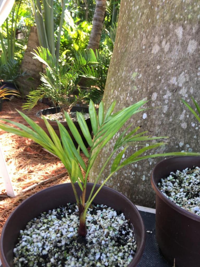 962465007_Dypsis_leptocheilos_6_05_04-15-19.thumb.JPG.a2991a7a7086814885aacb21e3d37e4e.JPG