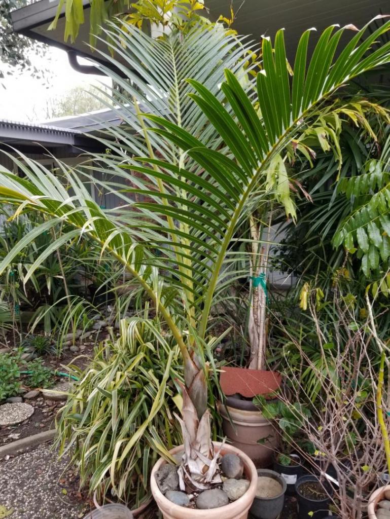 BottlePalm1.jpg