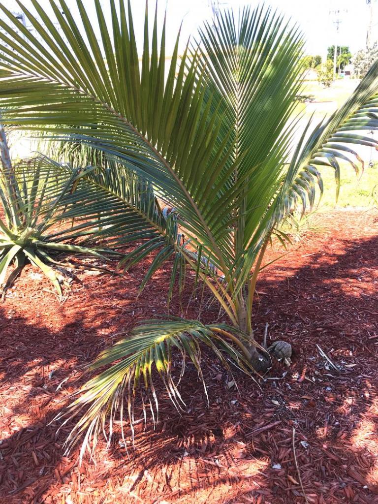 Cocos_nucifera_Dwarf_Red_Spicata_by_street_02_04-15-19.thumb.JPG.442d8cb02afc01dcd6cf66a506f88496.JPG