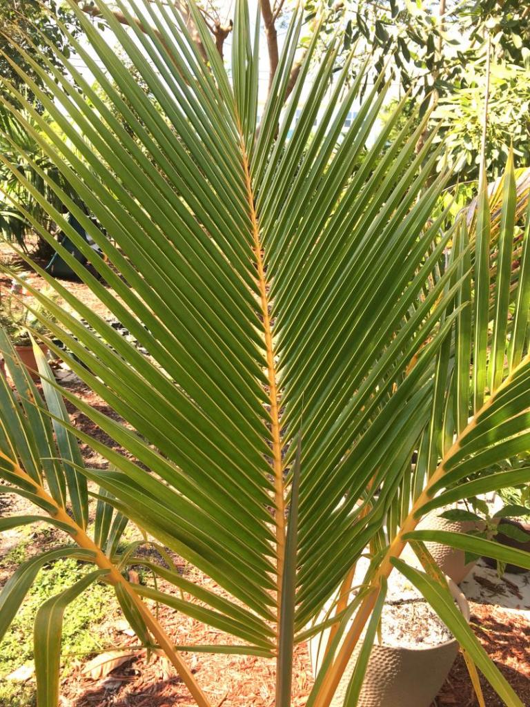 Cocos_nucifera_dwarf_red_spicata_single_02_04-12-19.thumb.JPG.c1f72d0c5e60a7a1fb8510787413e297.JPG