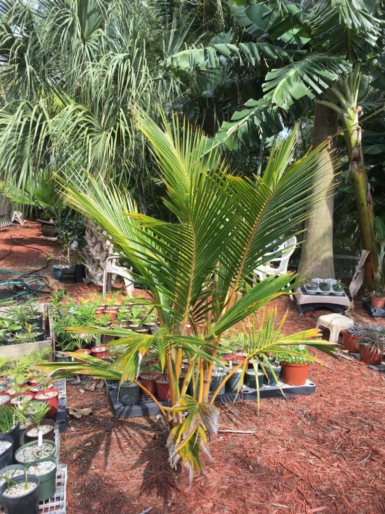 Cocos_nucifera_dwarf_red_spicata_twins_02_04-12-19.thumb.JPG.fa86c799ae4c6b9fdee7b4b0a5b73076.JPG