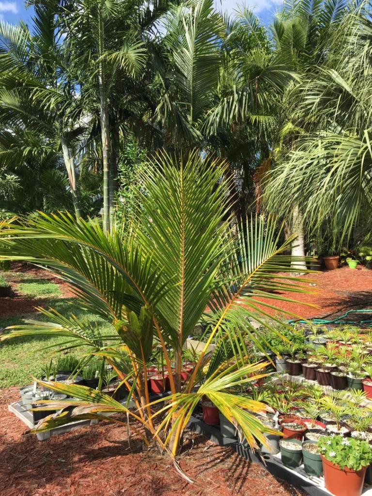 Cocos_nucifera_dwarf_red_spicata_twins_03_04-12-19.thumb.JPG.2a3287b236ec573f36e3a31ed07e3d46.JPG