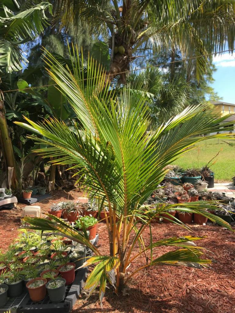 Cocos_nucifera_dwarf_red_spicata_twins_04_04-12-19.thumb.JPG.1f0b011db24e78b6a9fb233d010b7ba3.JPG