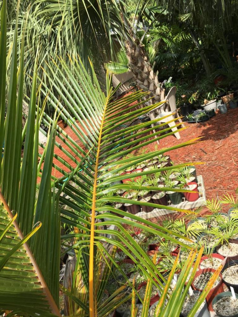 Cocos_nucifera_dwarf_red_spicata_twins_06_04-12-19.thumb.JPG.73a55e89e8cbf3ab8e48b100f3960fd8.JPG