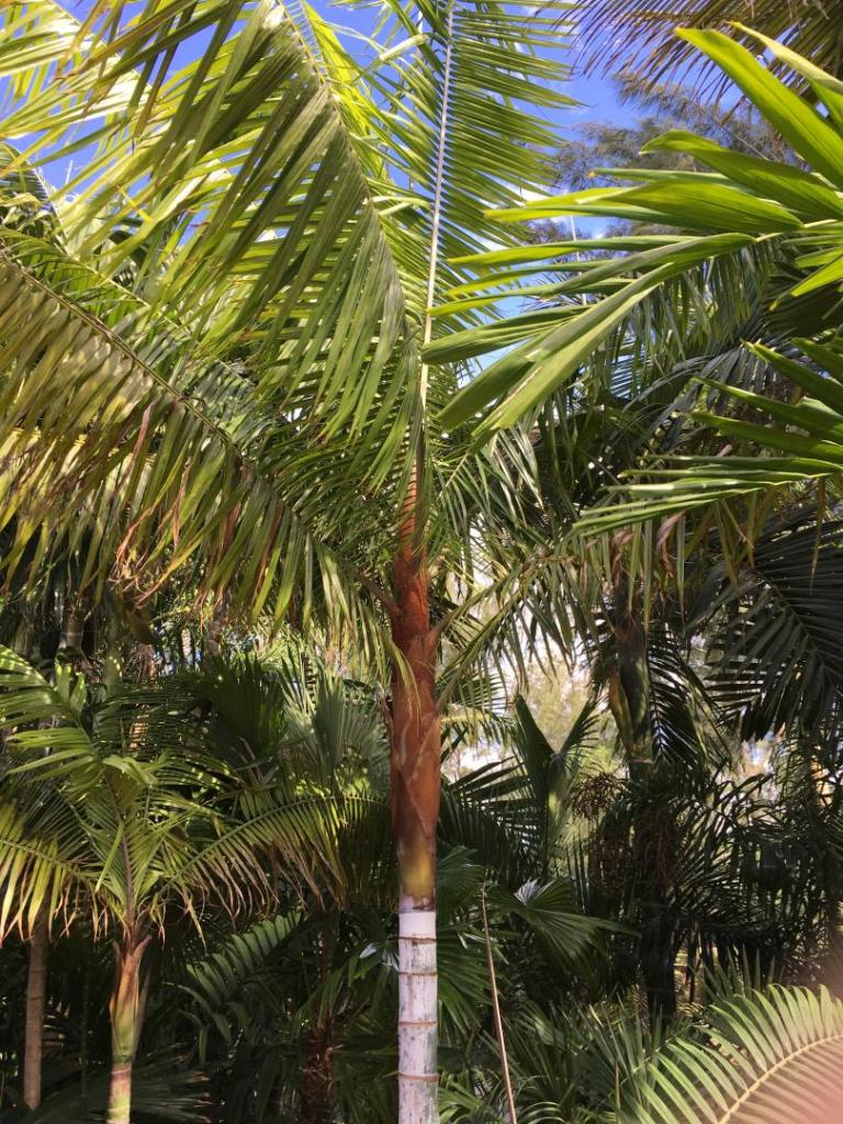 Dypsis_leptocheilos_adult_01_04-20-19.thumb.JPG.0134bbf47992af44afb27cb287b0b21d.JPG