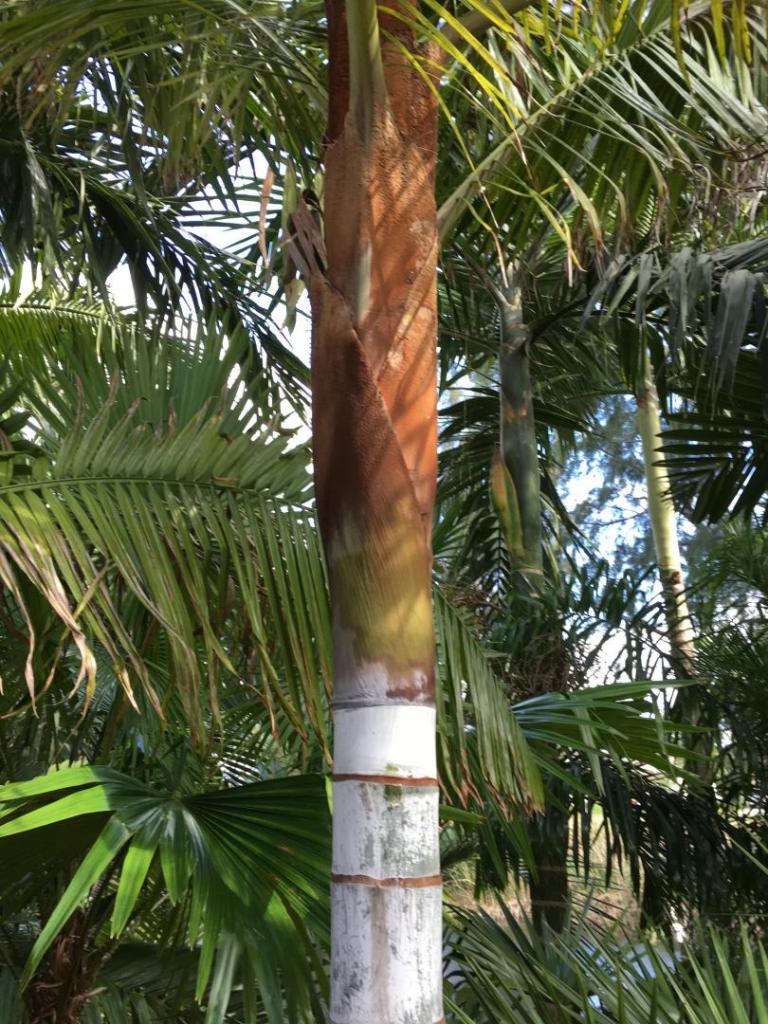 Dypsis_leptocheilos_adult_02_04-20-19.thumb.JPG.b4f54d3f99ad0a766a0246f9cc170b72.JPG