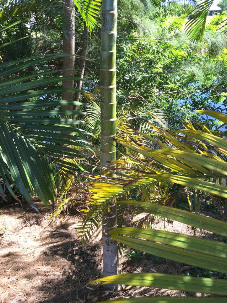 Dypsis_lutescens_single_flowering_04_04-16-19.thumb.JPG.e68f5d14148bd277498559d7b665f992.JPG