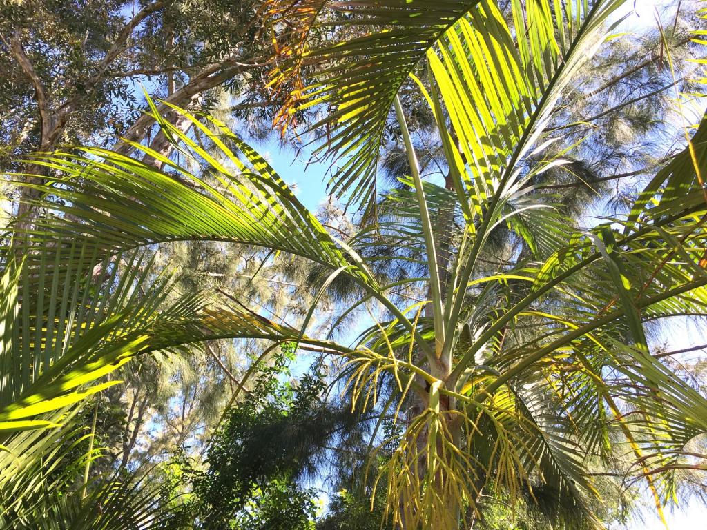 Dypsis_lutescens_single_flowering_05_04-16-19.thumb.JPG.15f29f14e3efe1b2665e3ffe2063c7ab.JPG