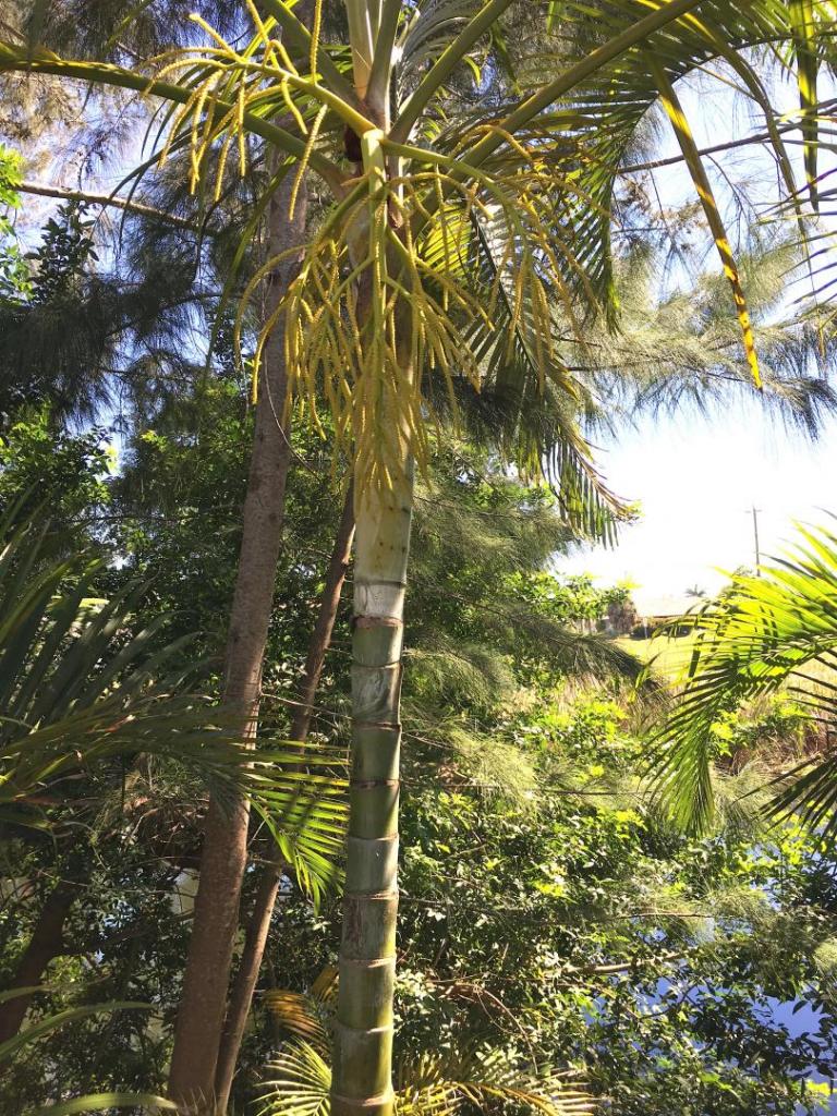 Dypsis_lutescens_single_flowering_07_04-16-19.thumb.JPG.16d53a5611edb5ed80c855641fc1f75f.JPG