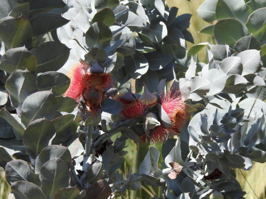 Eucalyptus_macrocarpa_floewrs_zoom_H_April.jpg