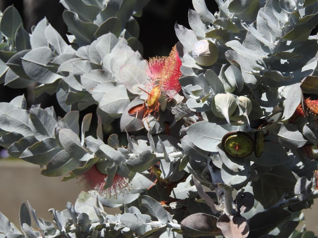 Eucalyptus_macrocarpa_flowers_2_zoom_H_April.jpg