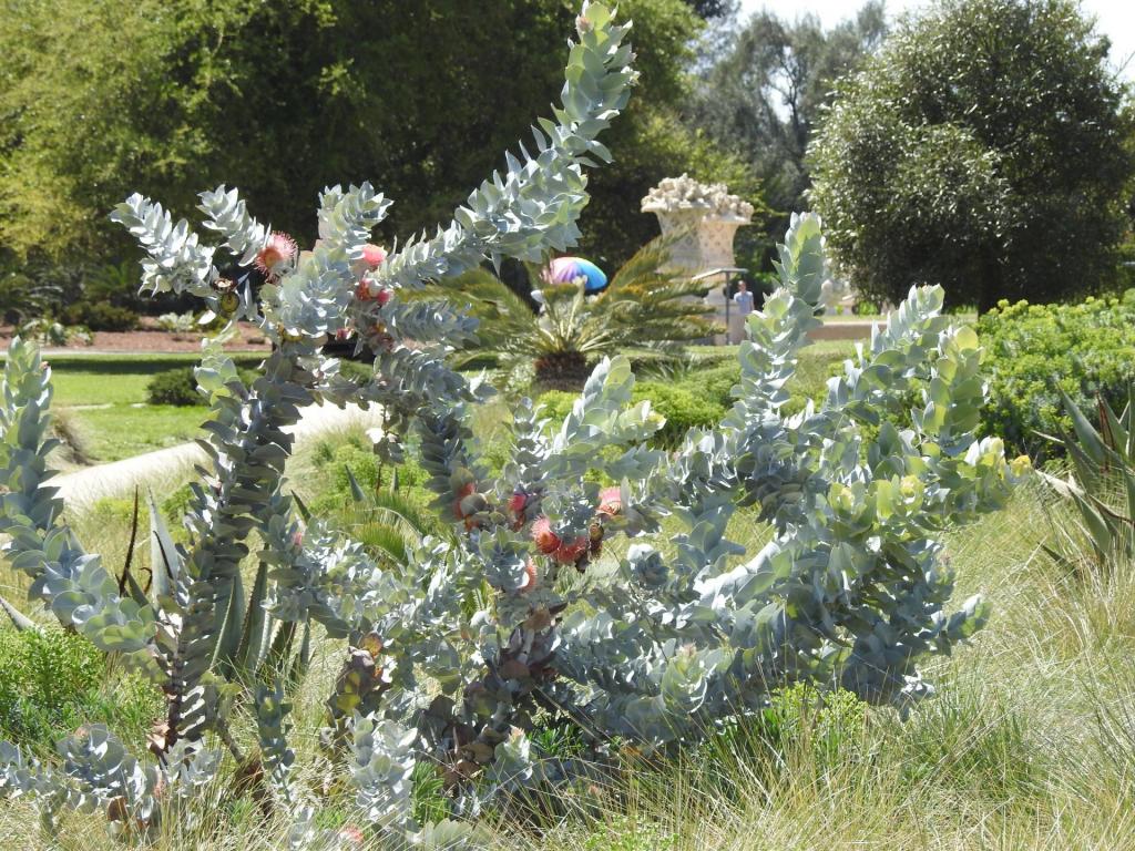 Eucalyptus_macrocarpa_in_flower_H_4-18.jpg