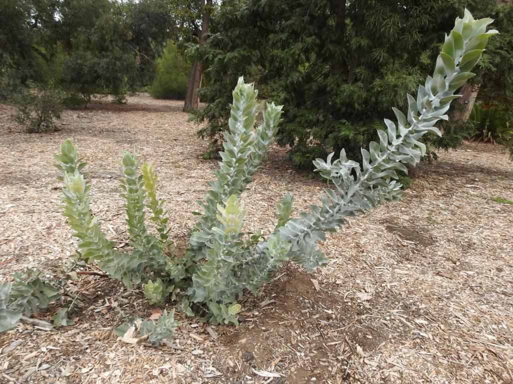 Eucalyptus_macrocarpa_young_larb.jpg