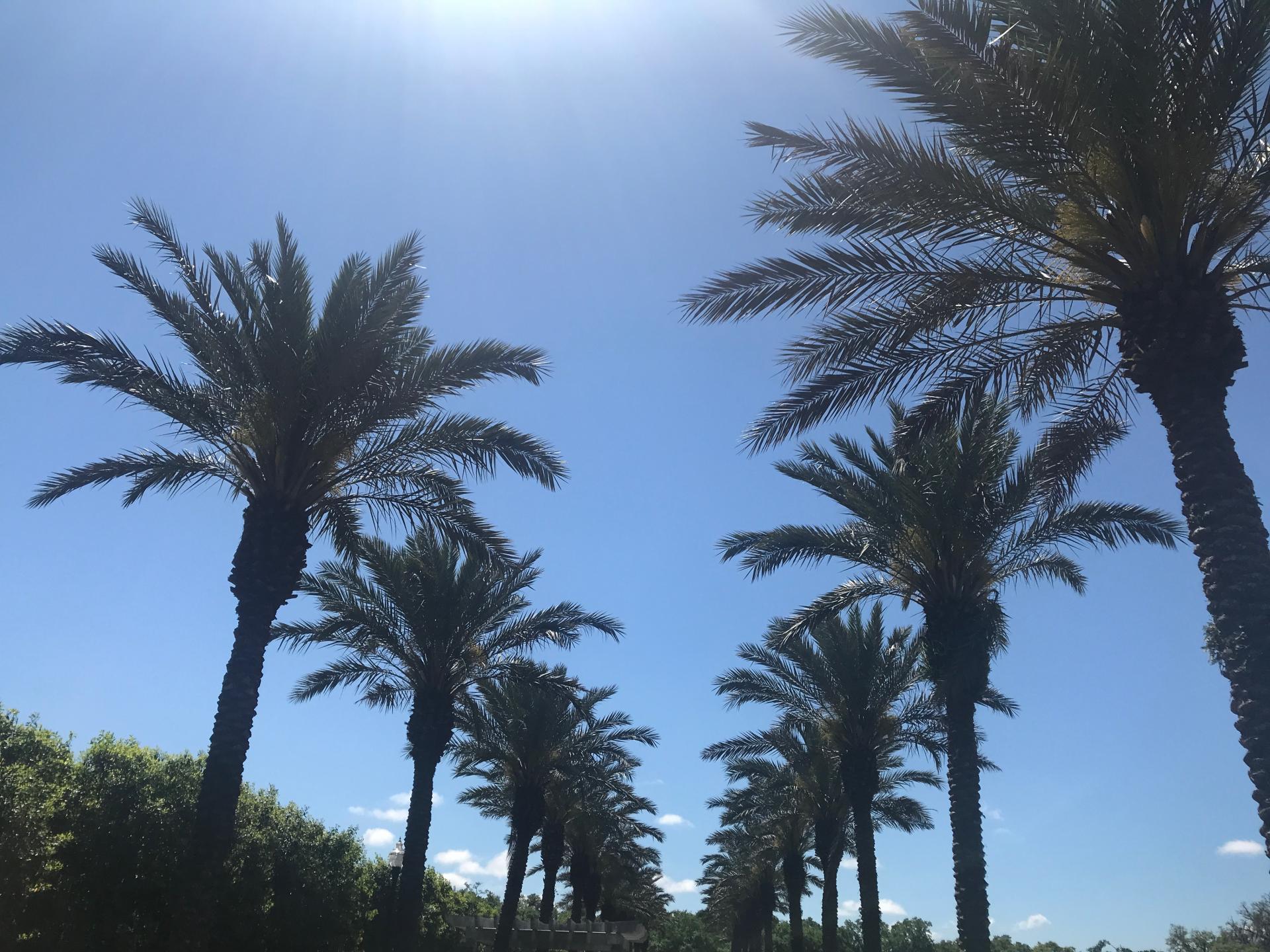 New Orleans palm photos - TRAVEL LOGS - PalmTalk