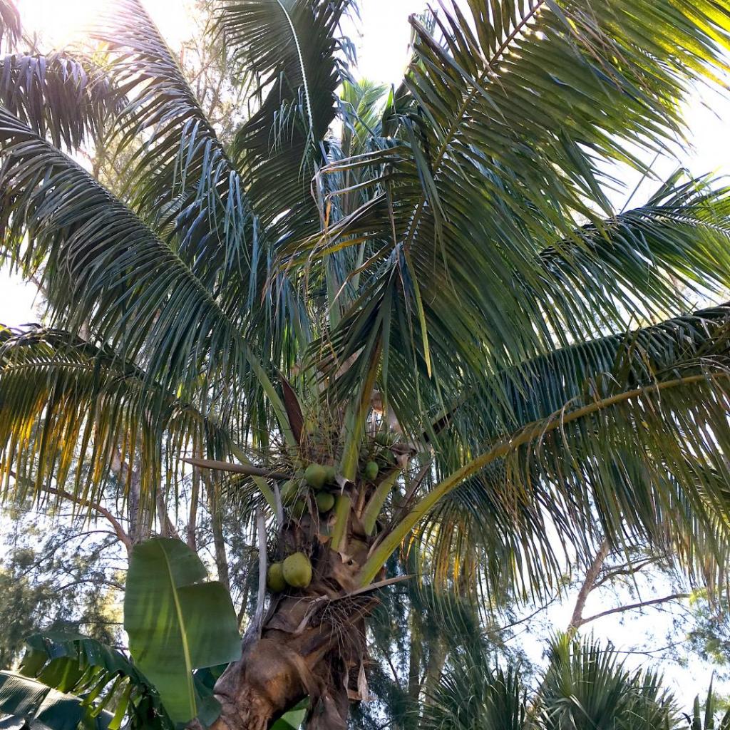 Leaning_coconut_02_04-15-19.thumb.JPG.96fa7313e365074e99bde76f19bf8e2d.JPG