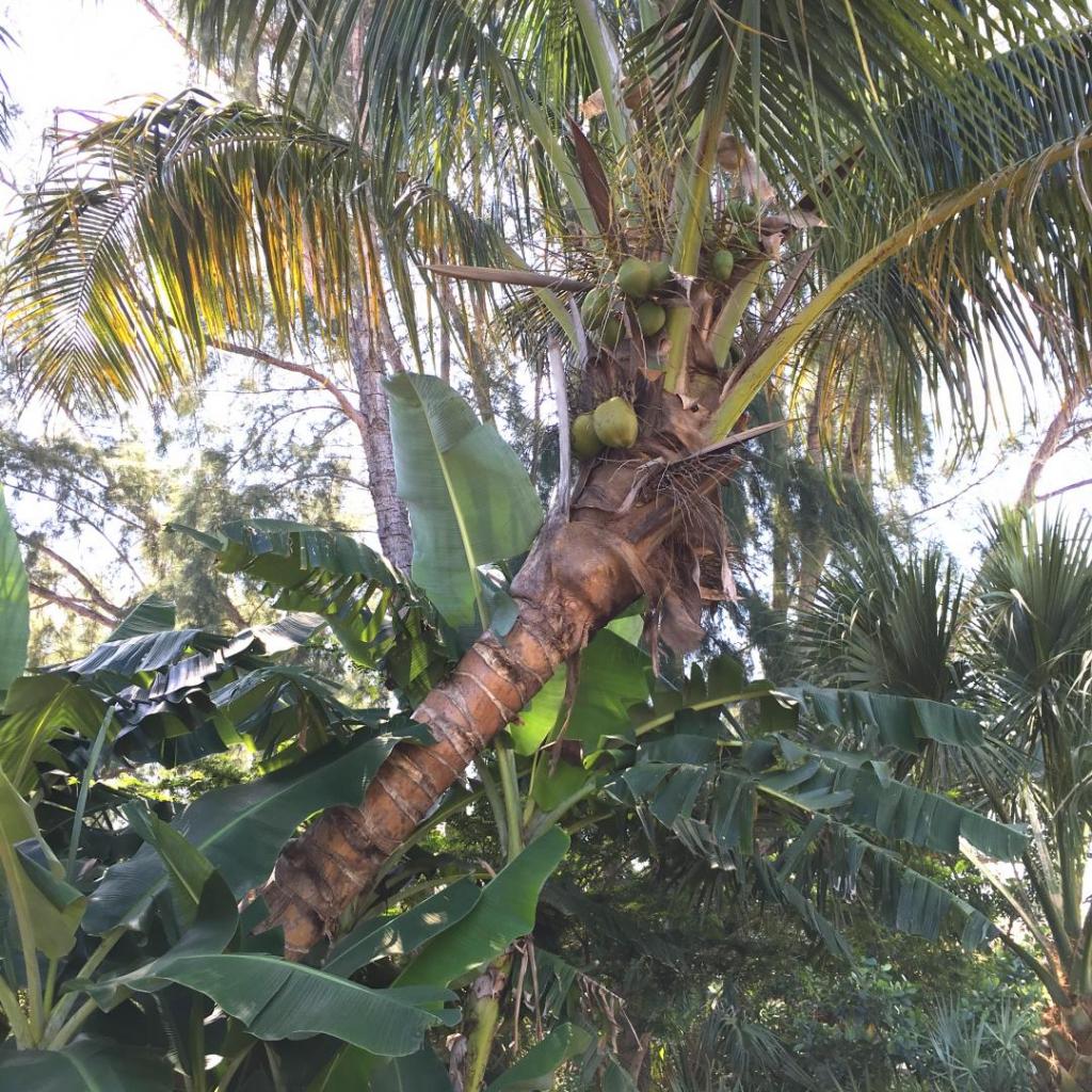 Leaning_coconut_03_04-15-19.thumb.JPG.c735adeac6646bb4661c7031b509db9b.JPG