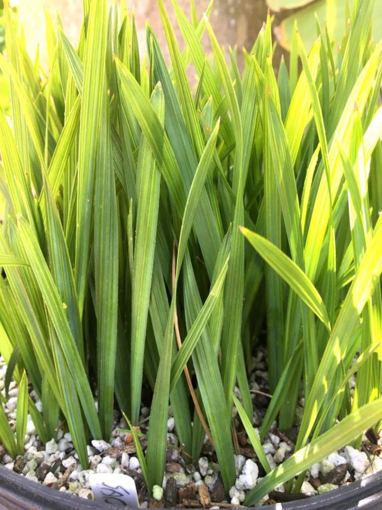 Sabal_palmetto_Lisa_03_04-30-19.thumb.JPG.770bf660546825eabb8db7330952a576.JPG