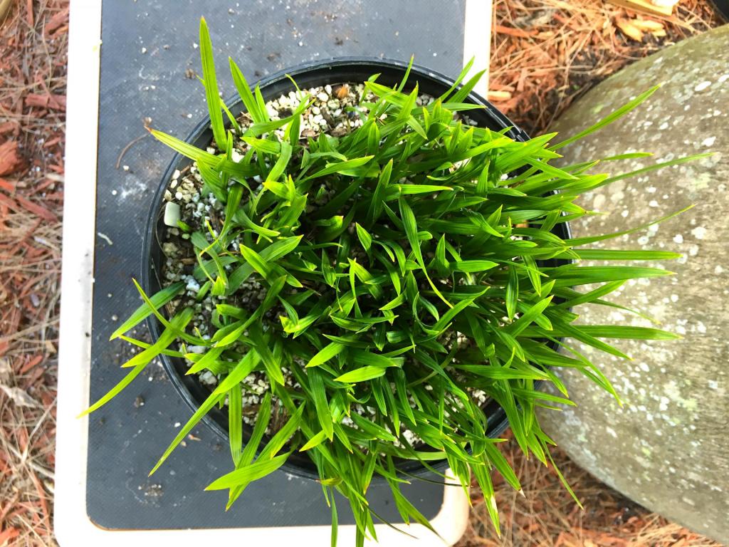 Sabal_palmetto_Lisa_seedlings_02_04-30-19.thumb.JPG.e7074c5f8c1d7423728e3d596af5cef9.JPG