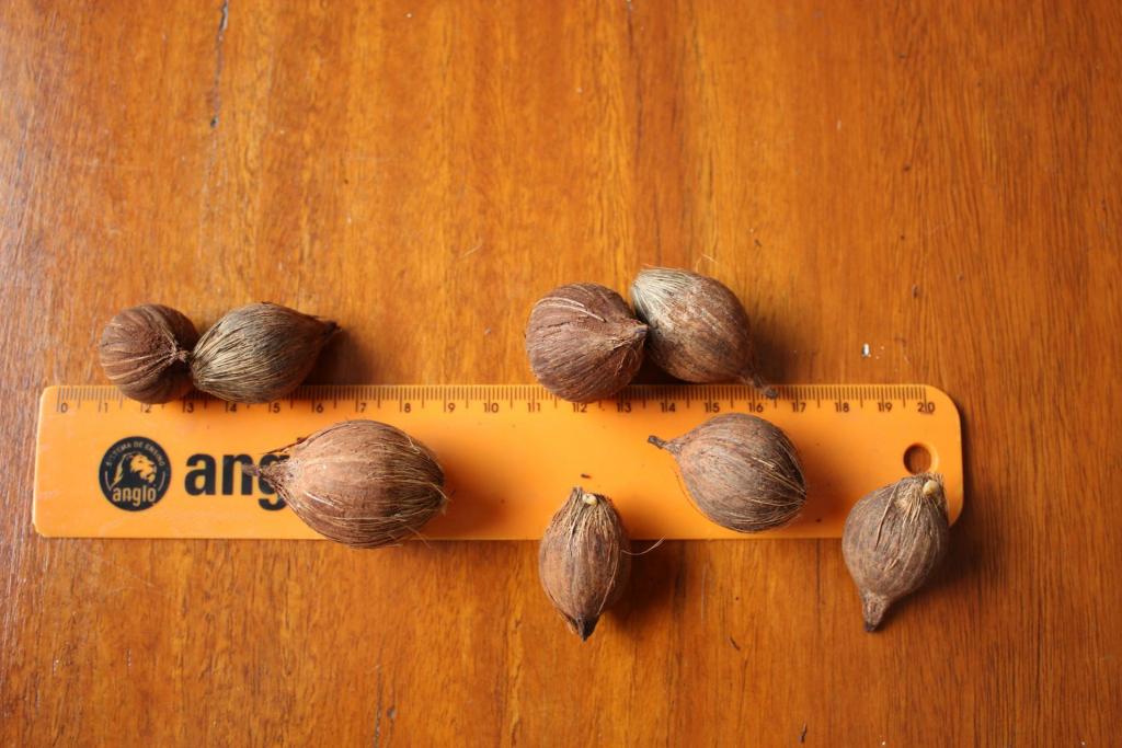 Syagrus_guaratinguensis_023.thumb.JPG.de248652746a30e7f01ddf0cb5de6496.JPG