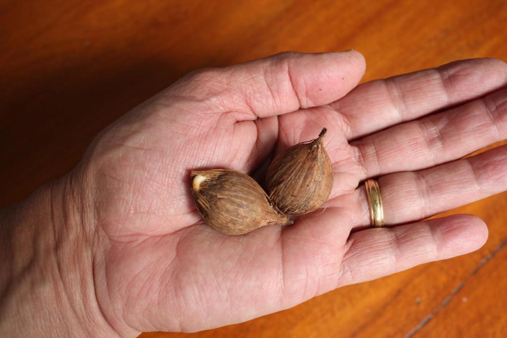 Syagrus_guaratinguensis_024.thumb.JPG.f53617ff2d71305c23021c6df76a045f.JPG