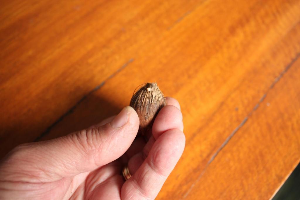 Syagrus_guaratinguensis_025.thumb.JPG.67b2ad85f37f7f4a846e13d0a91b4698.JPG