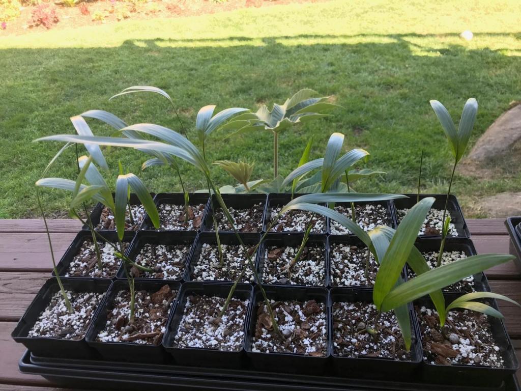 Chamaedorea radicalis.jpg