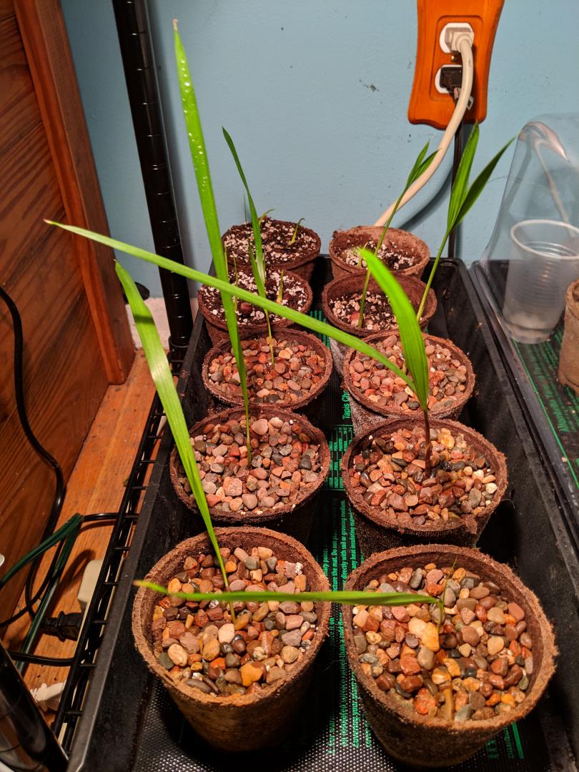 Seedling assistance