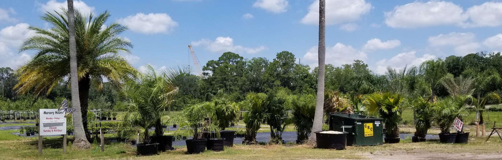 Nursery closing in Kissimmee FL Mule palms! DISCUSSING PALM TREES WORLDWIDE PalmTalk