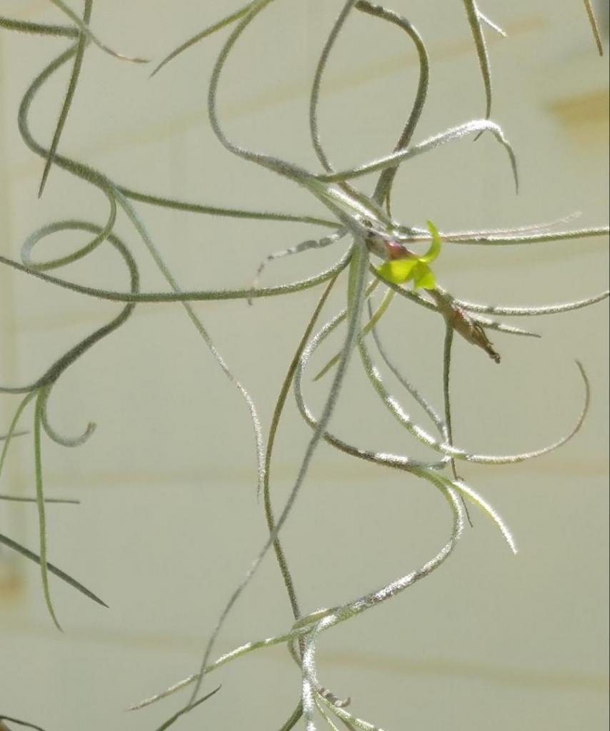 Spanish Moss flower.jpg