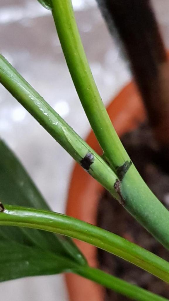 20190503_165050[1].jpg