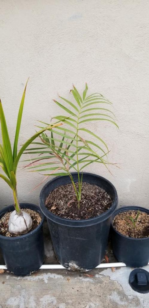 20190509_175403-980x2016.jpg