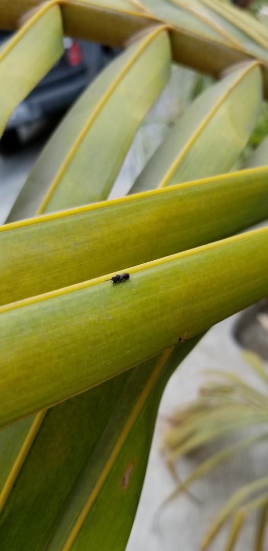 Are these good or bad bugs for palms? DISCUSSING PALM TREES WORLDWIDE