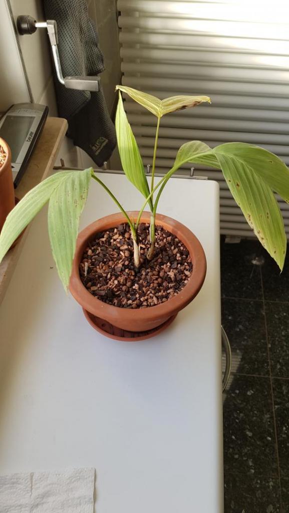 C. woodsoniana