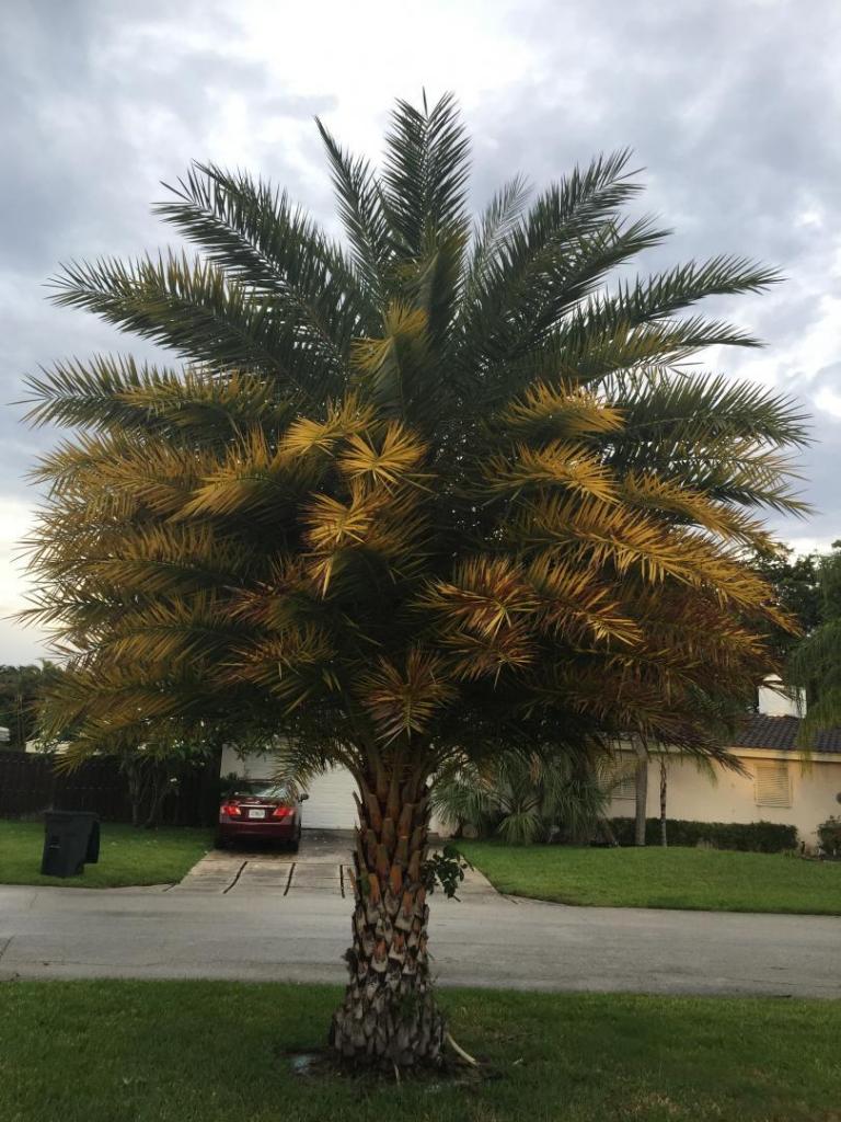 Please help. Sylvester Palm Browning Tips. DISCUSSING PALM TREES