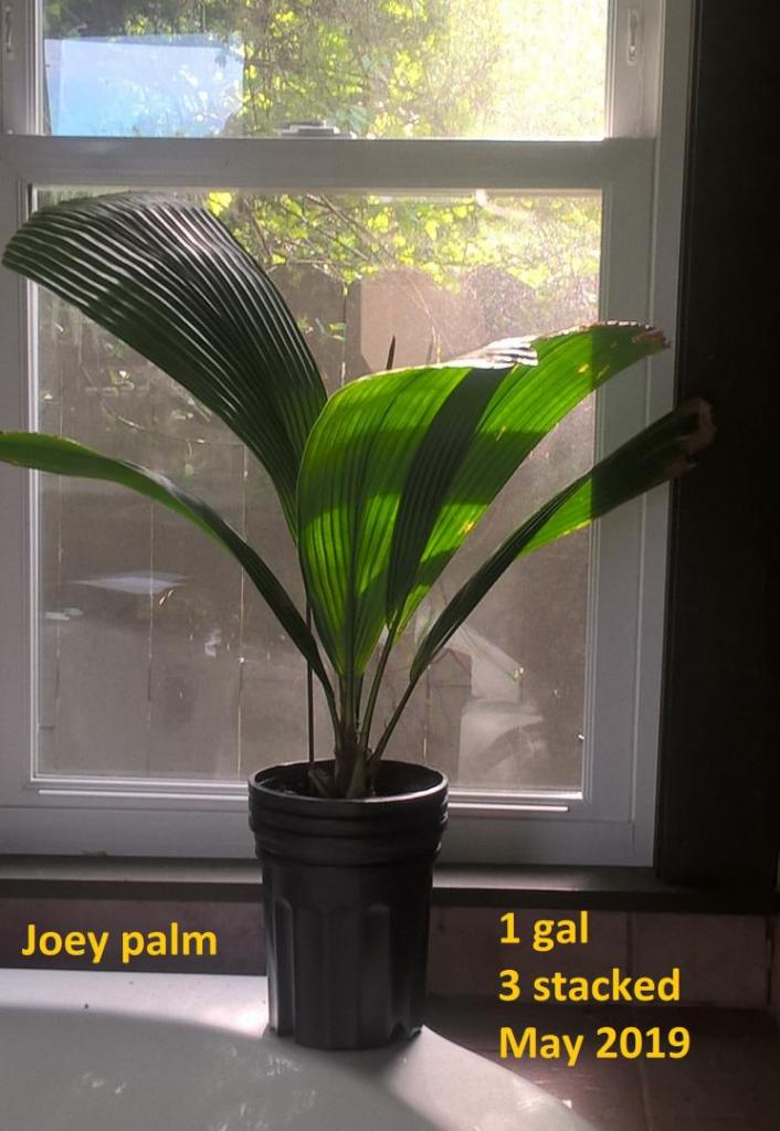 315320690_Joeyrepotted1galmay2019.thumb.jpg.a45d506f59d153b3e58b887d2d413538.jpg