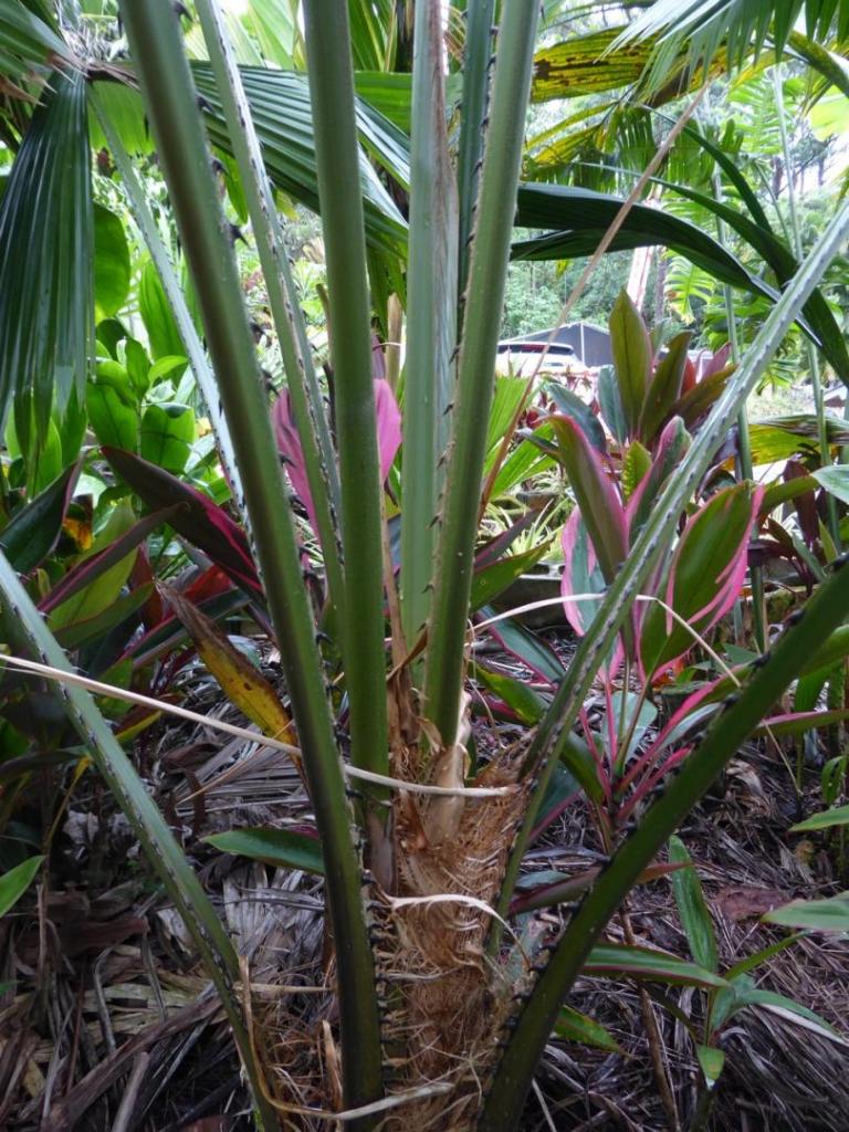 L. peltata var. sumawongii. jpg.jpg