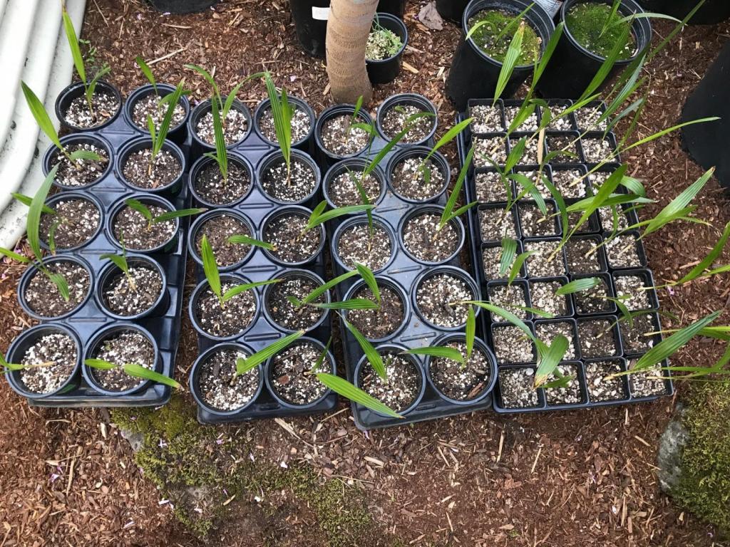 Trachy Seedlings 1.jpg