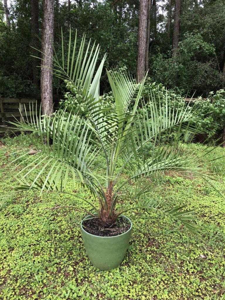 Jubaea x Butia (Houston local pickup) For Sale PalmTalk