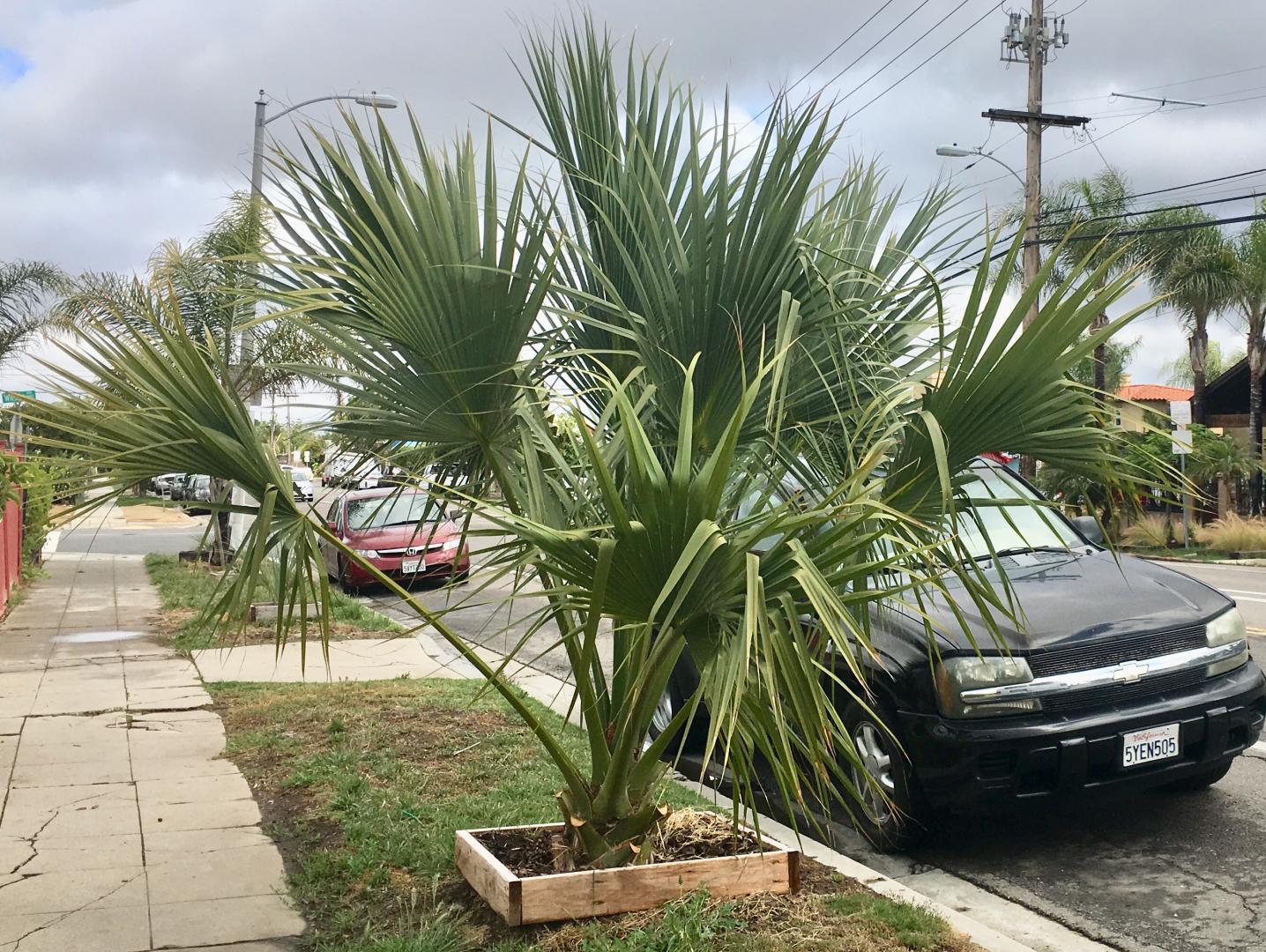 Sabal Growth Rate DISCUSSING PALM TREES WORLDWIDE PalmTalk