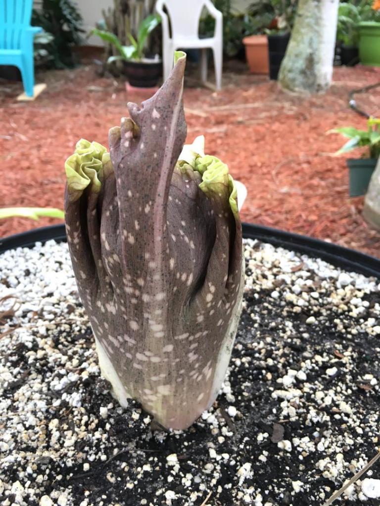 Amorphophallus_konjac_01_05-01-19.thumb.JPG.4ad4ea193b045acecb75f4ca8056251b.JPG