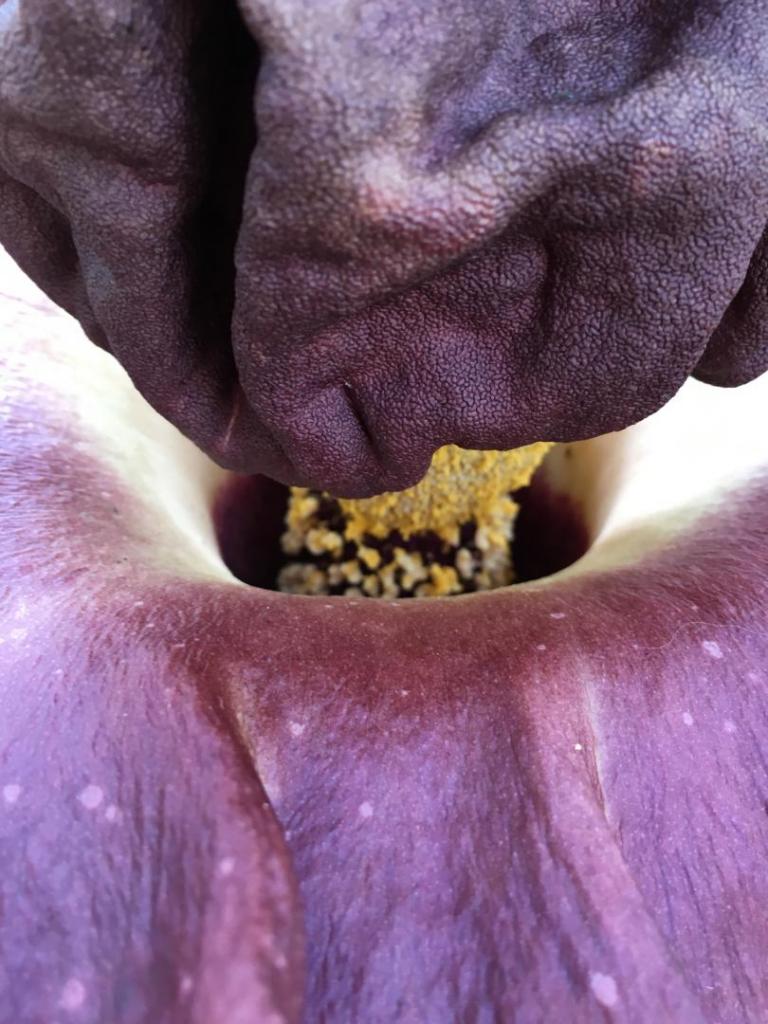 Amorphophallus_konjac_03_05-09-19.thumb.JPG.4eac3e4c96d87fa484e8a13afd80116f.JPG