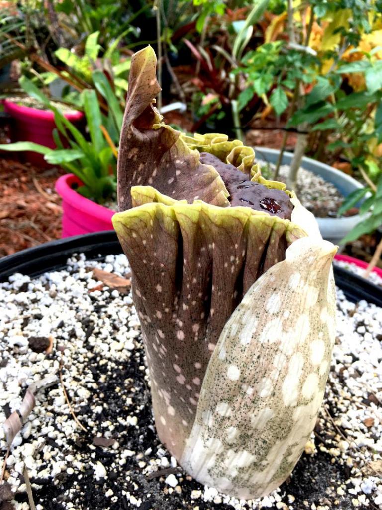 Amorphophallus_konjac_04_05-02-19.thumb.JPG.db986e07e609158ab9c39876b88e30bd.JPG