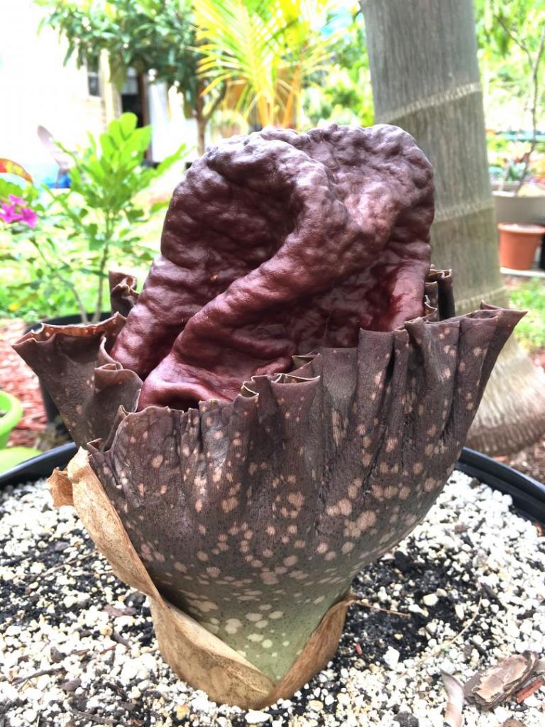 Amorphophallus_konjac_04_05-07-19.thumb.JPG.7a05f28d445ef8608ec1e615e2c31a8a.JPG