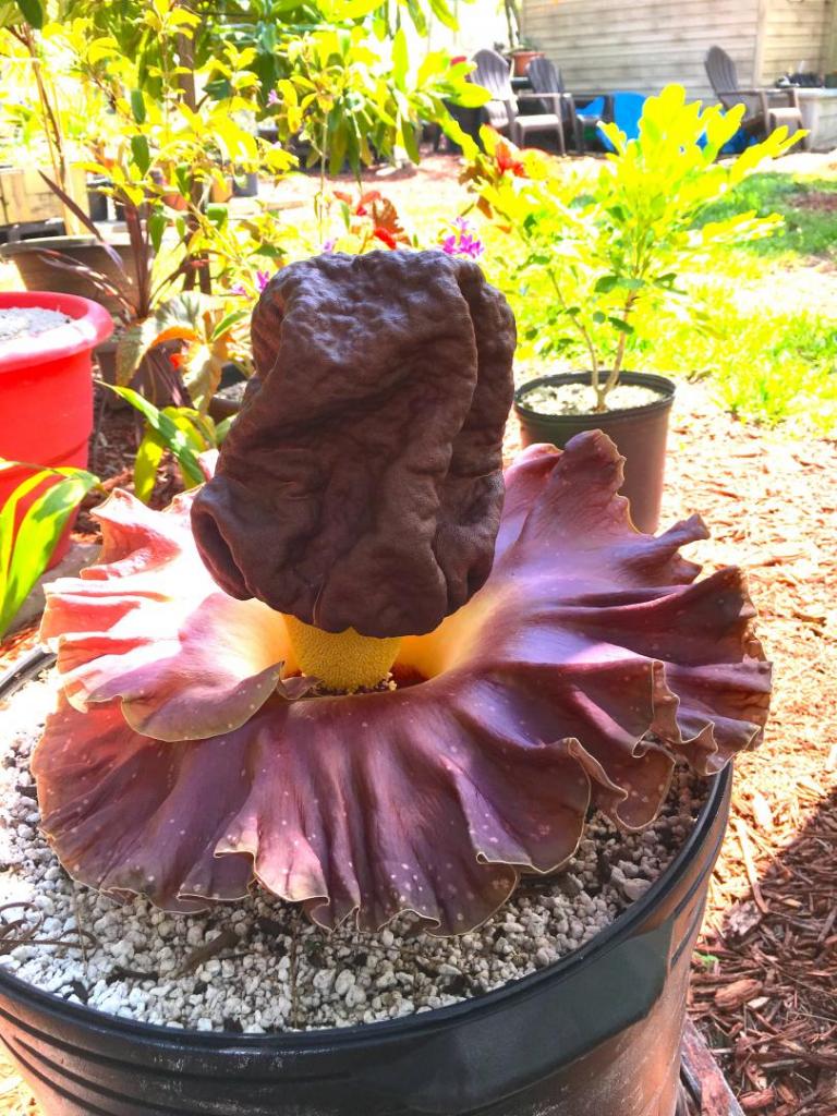 Amorphophallus_konjac_04_05-08-19.thumb.JPG.29105eeb922f594926930f2ffaeec972.JPG