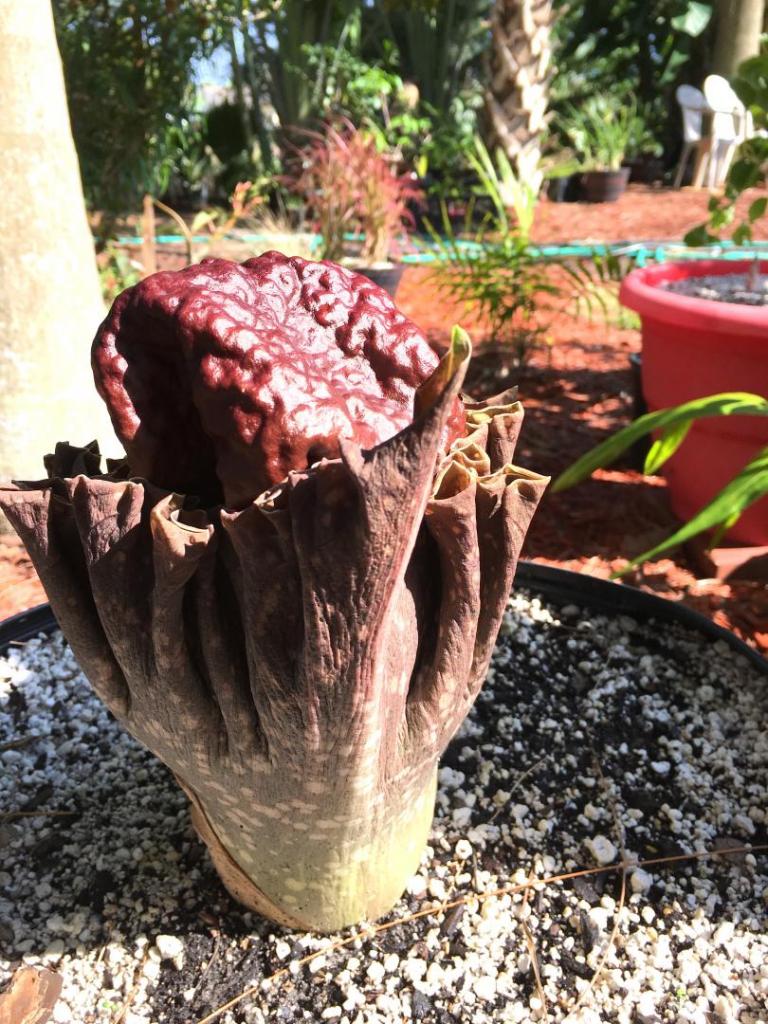 Amorphophallus_konjac_05_05-05-19.thumb.JPG.d6a1657ea384dbd17a525261f68c6d09.JPG