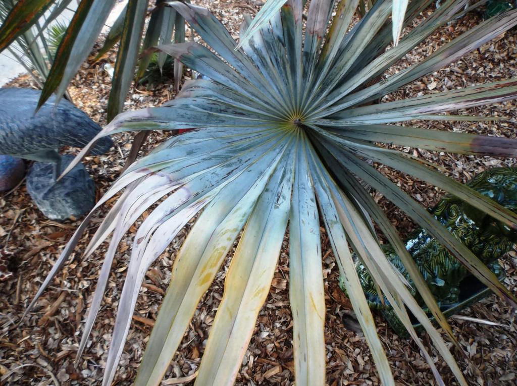 Coccothrinax_Azul_03_2-3-14.thumb.JPG.bca709470599782ca680dc84a05daa34.JPG
