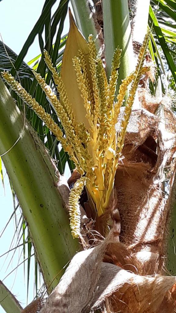 Coconut_flowers_5-8-19.jpg