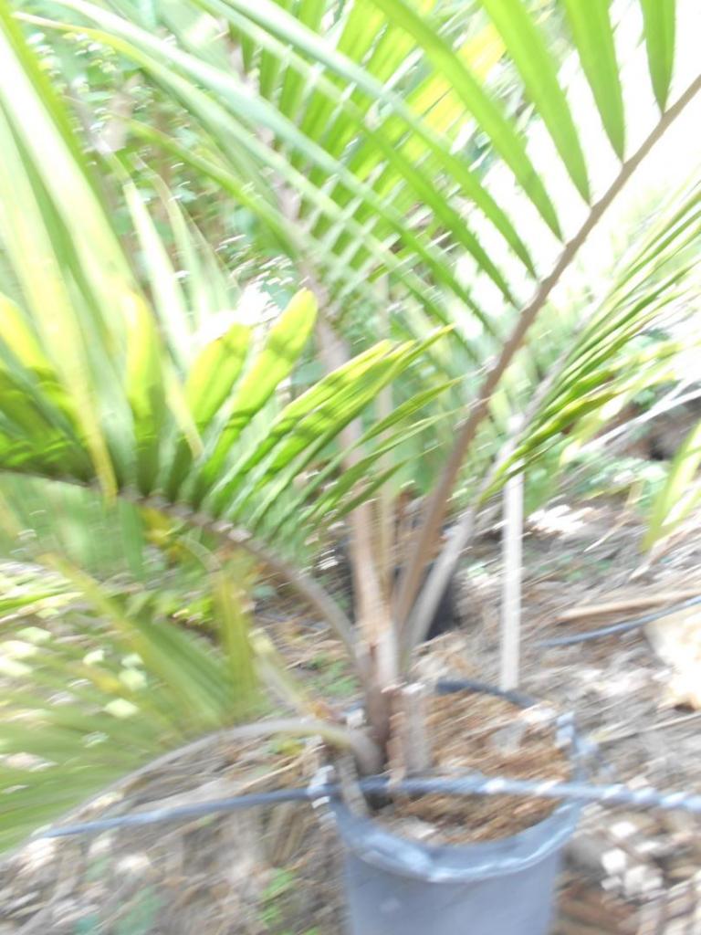 DSCN1681.JPG
