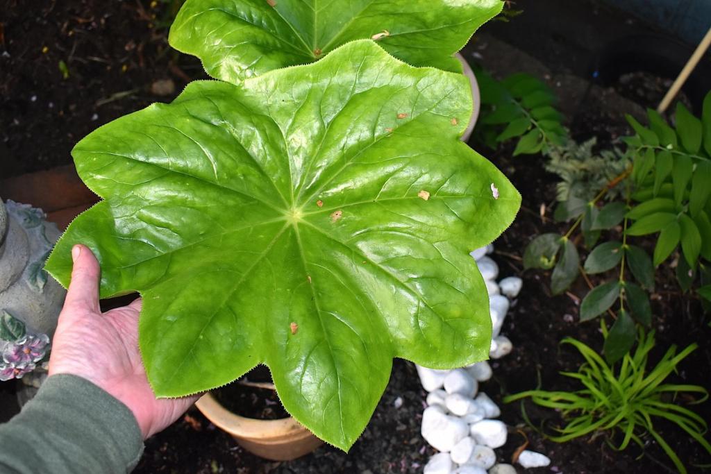 Large Leaf Tropical Plants Tropical Looking Plants Other Than Palms